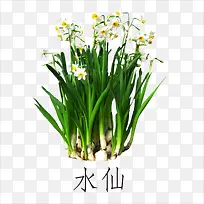 水仙