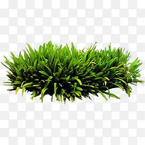 高清摄影绿色草本植物水草