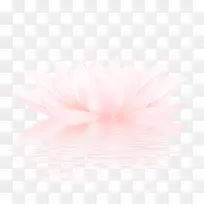 粉色莲花