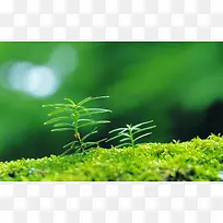 绿色植物自然生长