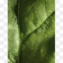 绿色植物表面叶脉高清摄影