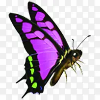 紫色唯美装饰蝴蝶