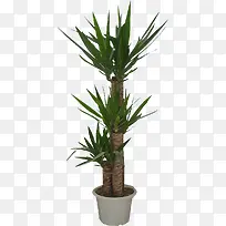 免抠透明绿色植物
