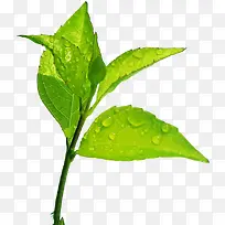 绿色植物露珠清新