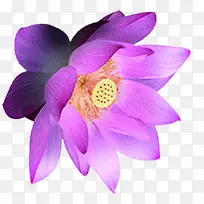 手绘紫色莲花图片