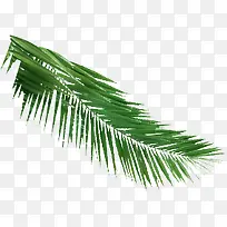 绿色植物棕榈叶矢量免抠图