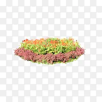 绿色植物