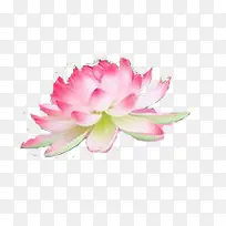 粉红莲花装饰图片