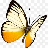 黄白色高清蝴蝶装饰