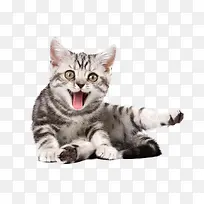 活泼好动的小猫咪