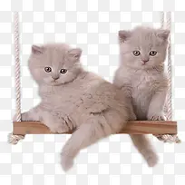 卡通小猫