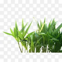 草