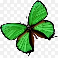 春天清新绿色纹理蝴蝶