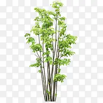 树