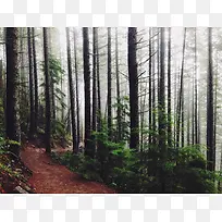 高清树木森林摄影效果