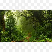 浓密热带森林海报背景
