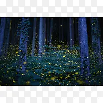 森林里的群萤火虫