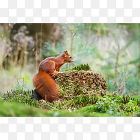 森林里的松鼠背景图片