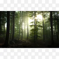 晨光森林光束摄影图