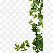 绿色藤叶植物
