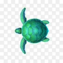绿色可爱海龟