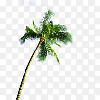 海岛绿色椰子树