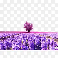 紫色唯美薰衣草仙境素材