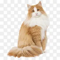 可爱的猫咪