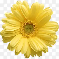 黄色绽放唯美花