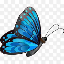 蝴蝶1，动物，卡通，蓝色