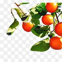 橙色柿子