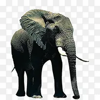 动物大象