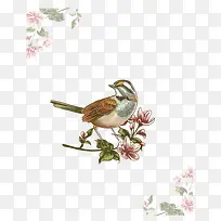 鸟 装饰图案  花 矢量图