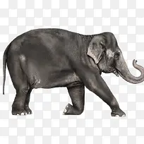 大象小象