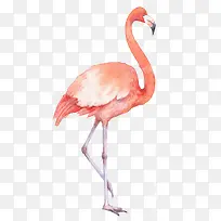 粉红色的火烈鸟手绘的