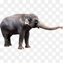动物大象造型设计