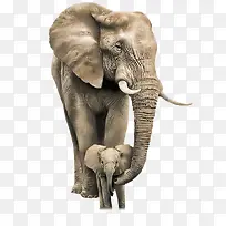 象牙大耳高清大象