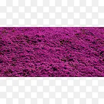 紫色薰衣草浪漫花海
