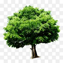 翠绿的一棵树