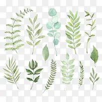绿色树叶，装饰元素，植物