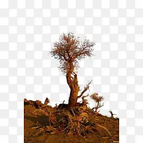 胡杨林枯树的一棵树