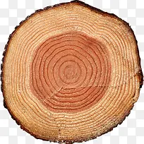 木桩 年轮 树木 木头 切割面