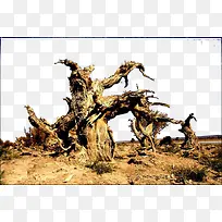 沙漠中干枯的树