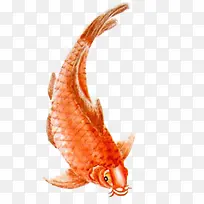 红色鲤鱼水墨动物