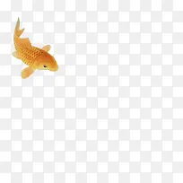 黄色游动鲤鱼图片