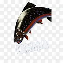 加拿大鱼