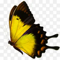 黄色卡通水彩蝴蝶