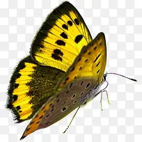 黄色可爱唯美蝴蝶