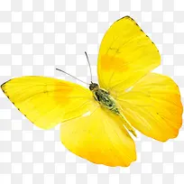可爱黄色蝴蝶美景