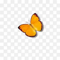 精美黄色蝴蝶
